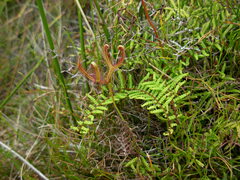 Drosera binata