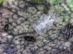 Corythucha marmorata