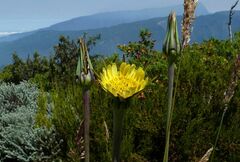 Tragopogon pratensis