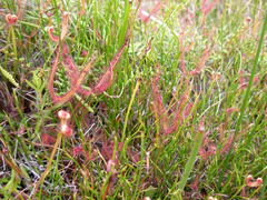 Drosera binata