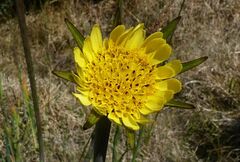 Tragopogon pratensis