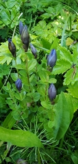 Gentiana calycosa