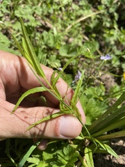 Veronica scutellata
