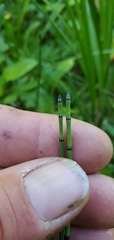 Equisetum variegatum