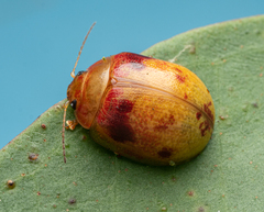 Paropsisterna interstitialis