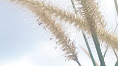 Cenchrus polystachios