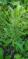 Equisetum arvense