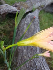 Moraea flaccida