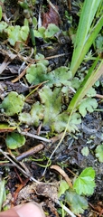 Marchantia polymorpha montivagans