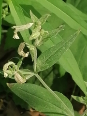 Behenantha