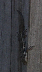 Lygodactylus capensis
