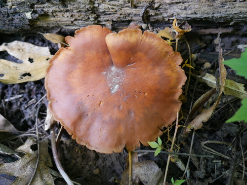 Gymnopilus (Photo 2 of 5)
