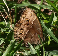 Bicyclus safitza