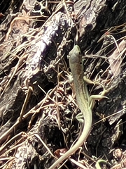 Lacerta viridis