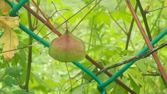 Cardiospermum halicacabum