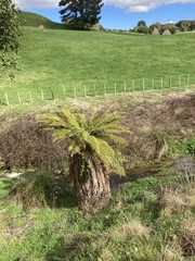 Dicksonia fibrosa