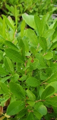 Vaccinium cespitosum