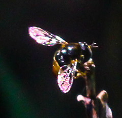 Paragus