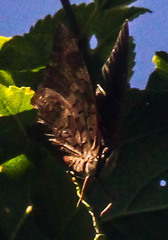 Charaxes varanes