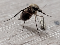 Psorophora cyanescens