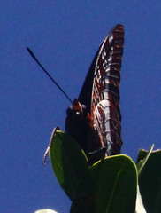 Charaxes brutus