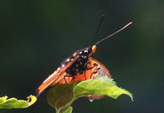 Pseudacraea boisduvalii