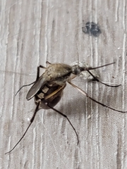 Psorophora cyanescens