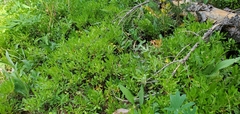 Vaccinium cespitosum
