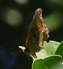 Eurytela dryope