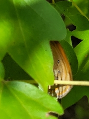 Coenonympha glycerion