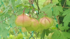 Cardiospermum halicacabum