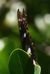 Graphium leonidas