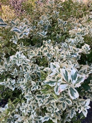 Euonymus japonicus