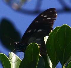 Graphium leonidas