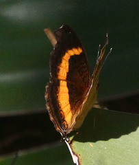 Junonia