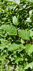 Alnus alnobetula