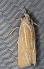 Pelochrista caniceps