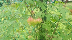 Cardiospermum halicacabum