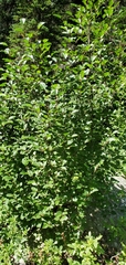Alnus alnobetula