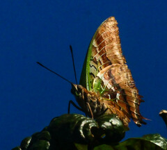 Charaxes candiope