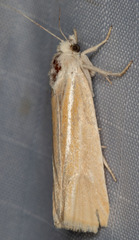 Pelochrista caniceps