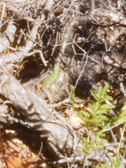 Lacerta viridis