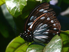 Charaxes wakefieldi