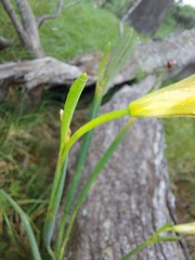 Moraea flaccida