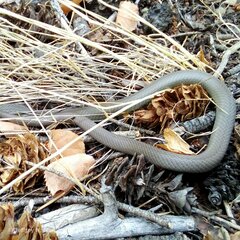 Coluber constrictor mormon