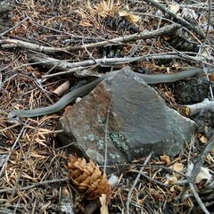 Coluber constrictor mormon