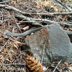 Coluber constrictor mormon