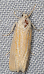Pelochrista caniceps