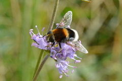Eristalis intricaria