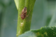 Chinamiris aurantiacus